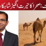 اونٹ: صحرا کا حیرت انگیز شاہکار