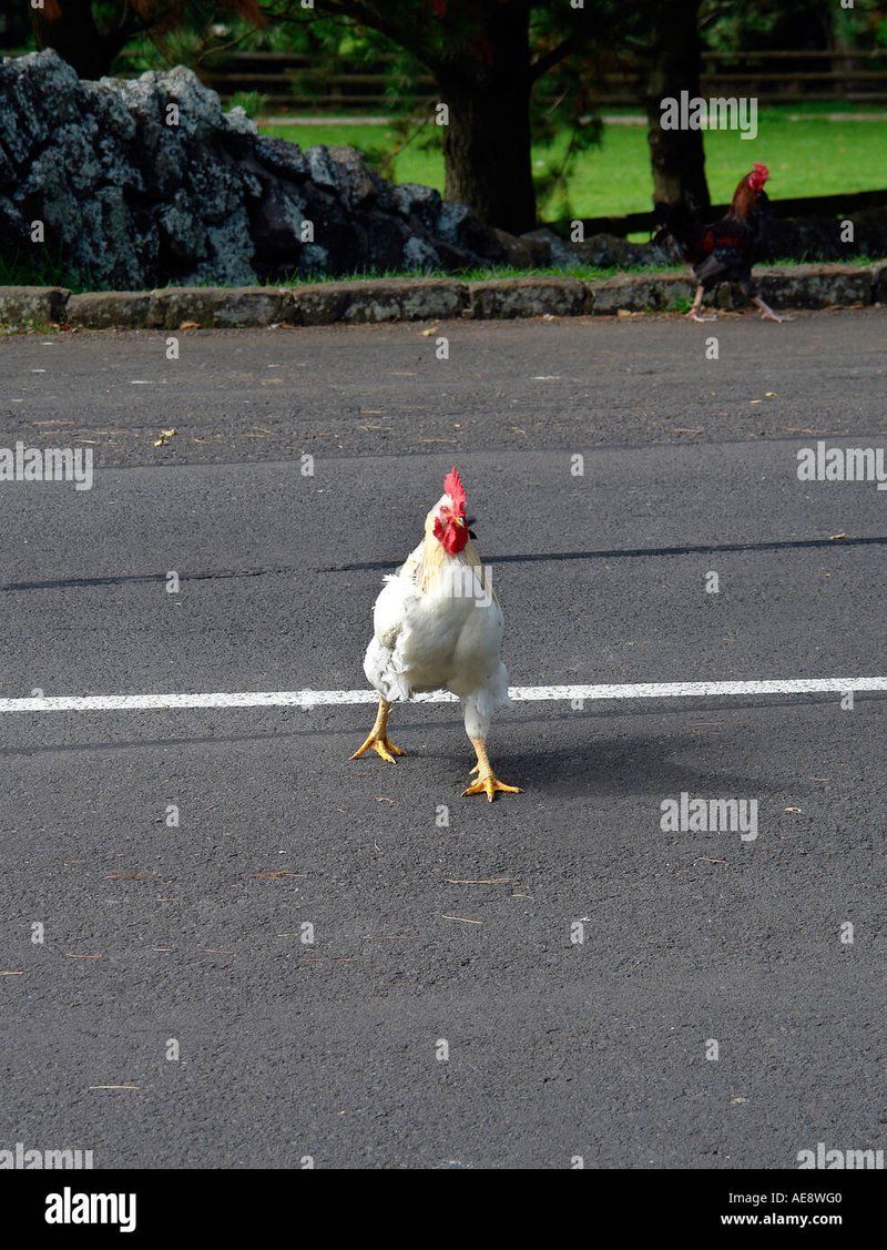 Chicken road game in Spain