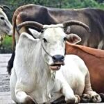 بھارت میں گائے کا تقدس مذہبی ہے یا سیاسی