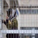 بدنام زمانہ صہیونی زندان دامون میں پابند سلاسل فلسطینی خواتین کی تشویشناک ہوچکی
