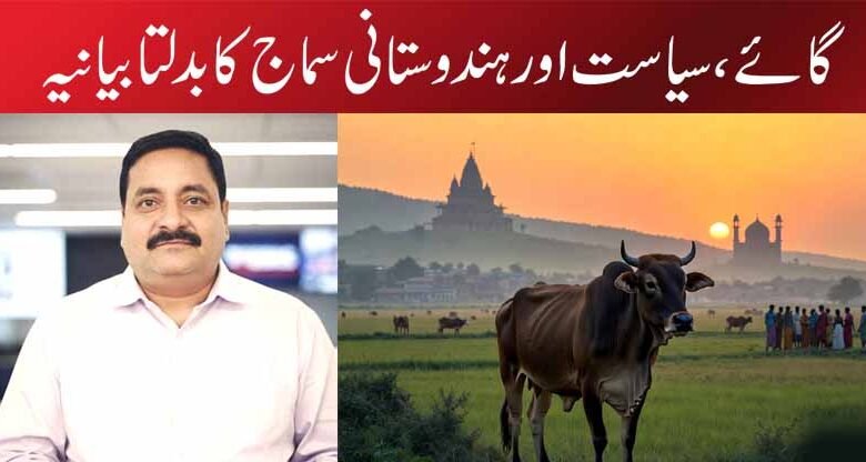 گائے، سیاست اور ہندوستانی سماج کا بدلتا بیانیہ
