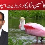 قدرت کا حسین شاہکار : روزیٹ اسپون بل