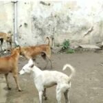 بالور گاؤں میں پاگل کتے کا حملہ، 10 افراد زخمی؛ شہریوں میں خوف و ہراس کا ماحول